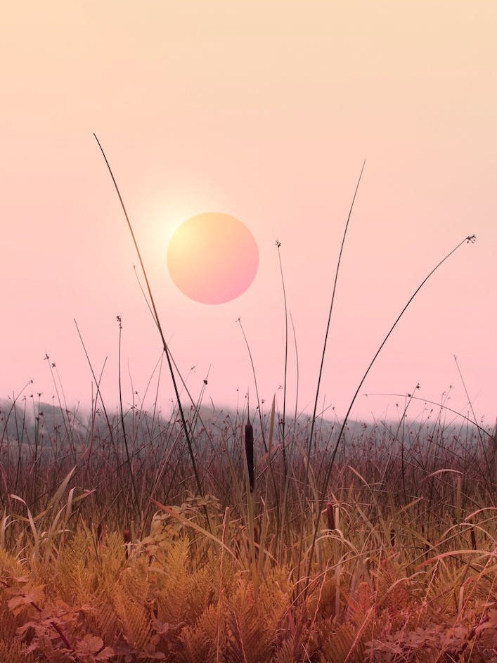 Minimal Sunset In The Forest