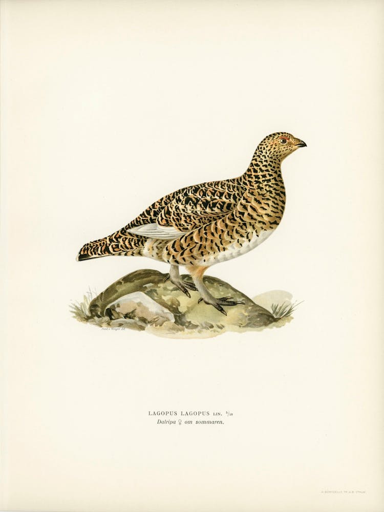 Willow Ptarmigan Female, The Von Wright Brothers