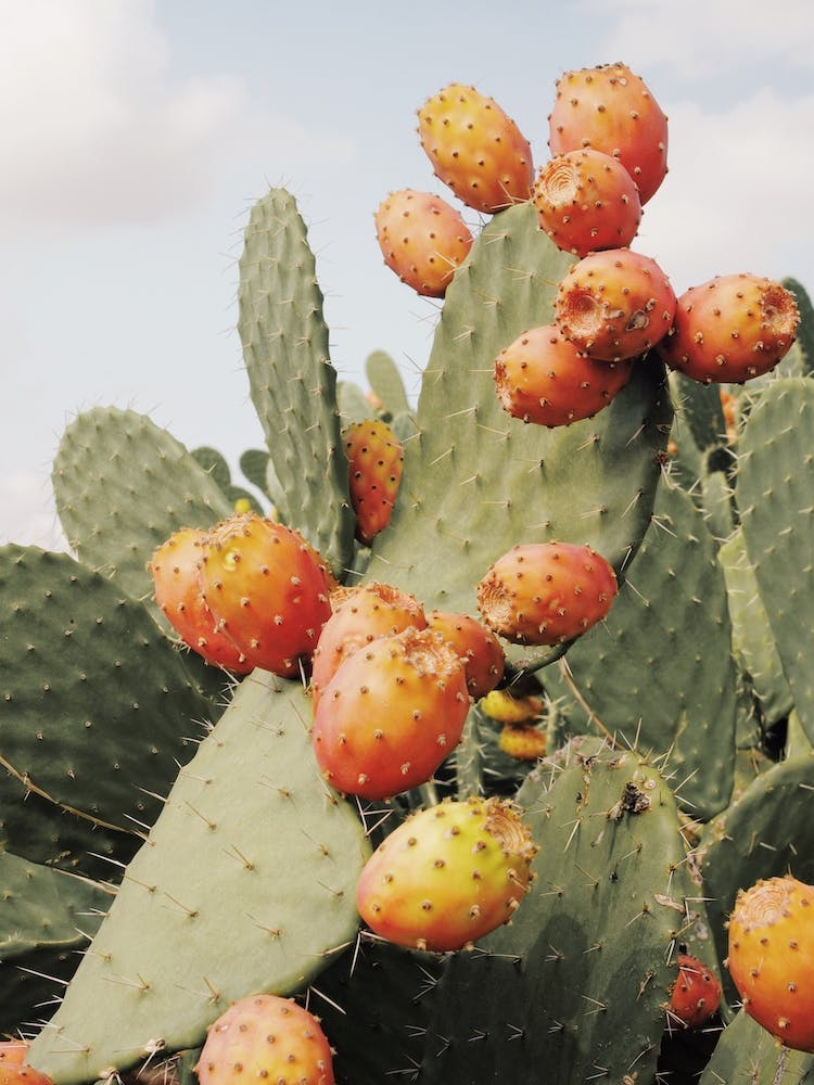 Cactus Fruit