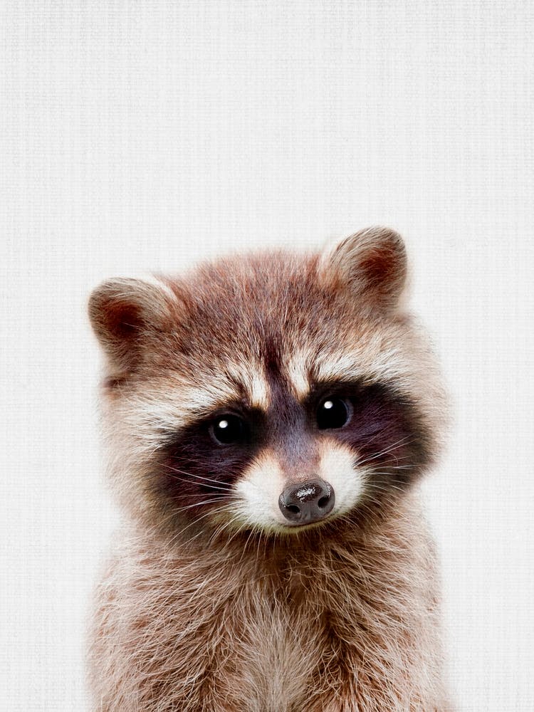 Raton Laveur Coucou