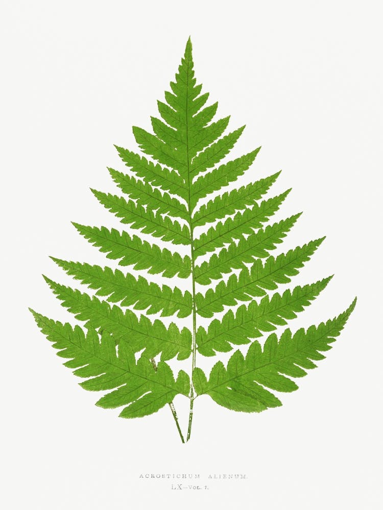 Ferns, Edward Joseph Lowe