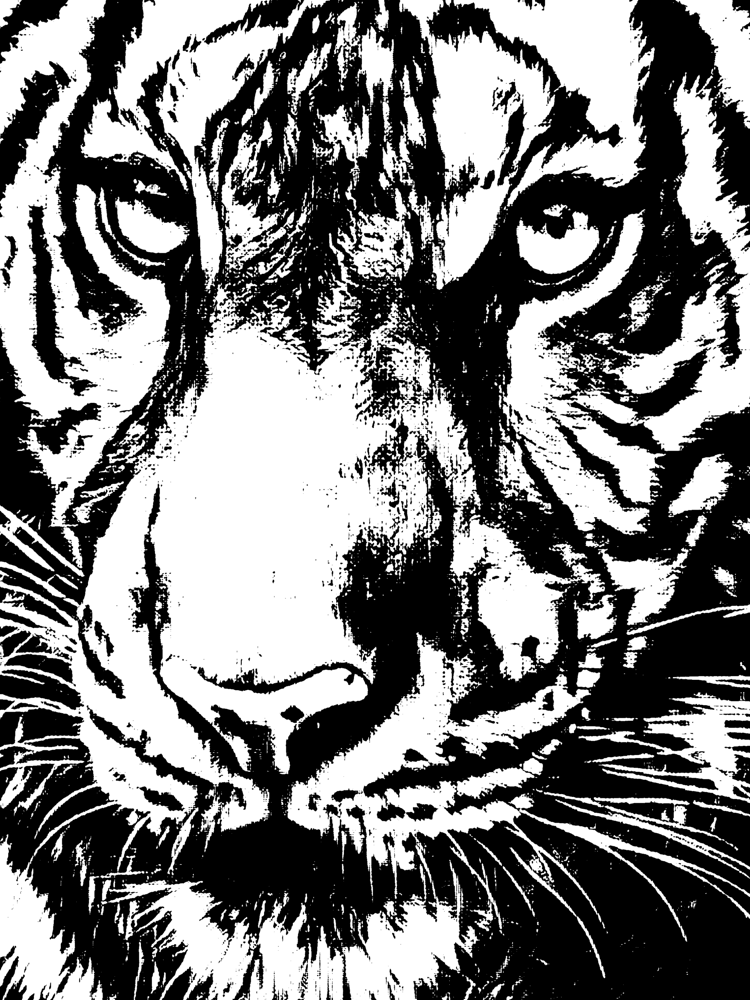 Tiger in Black and White