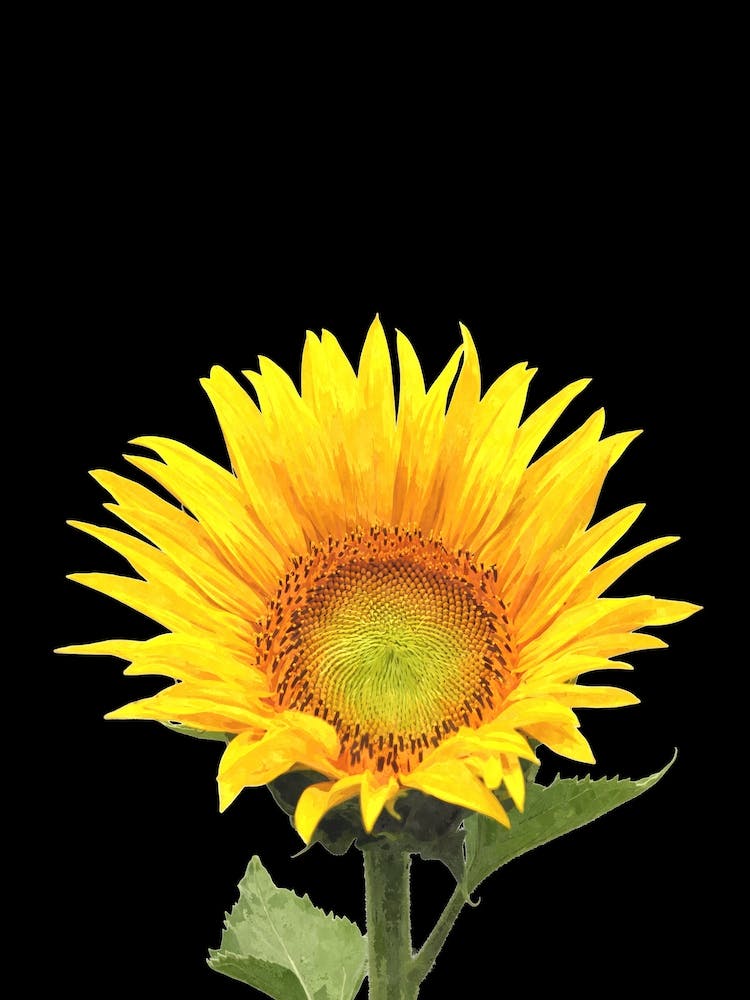 Yellow Sunflower and Black Background