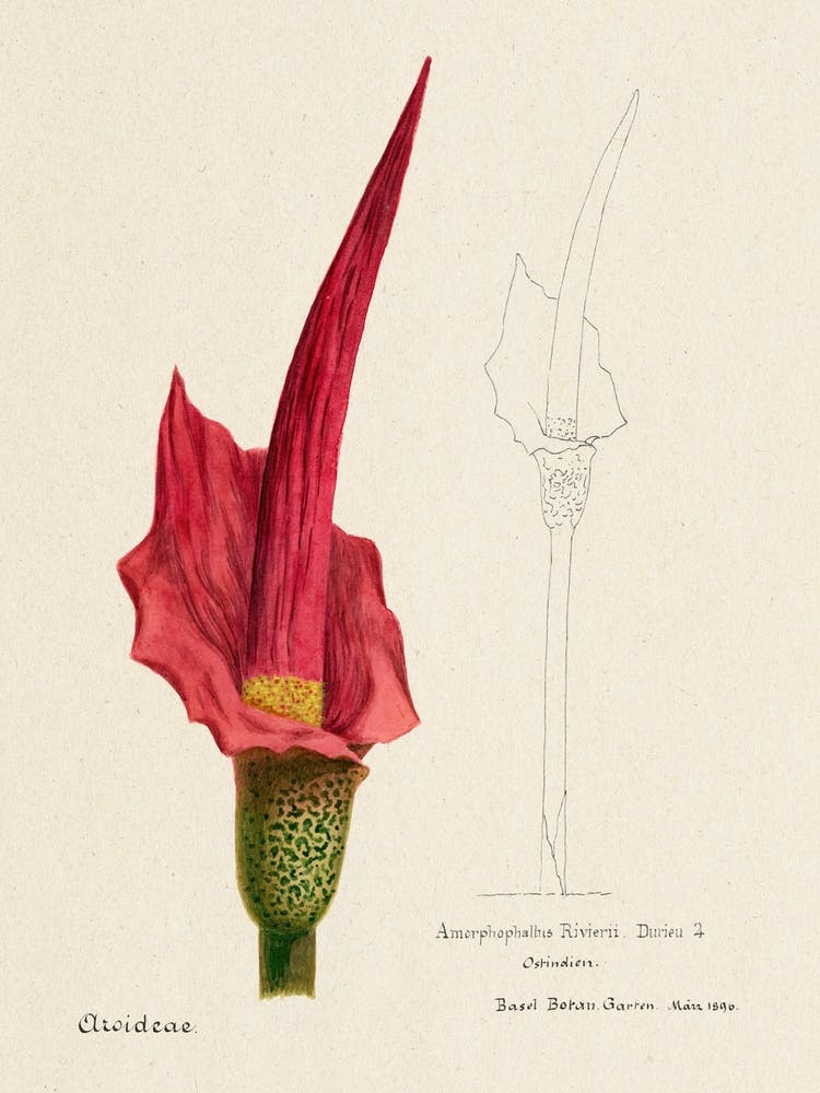 Voodoo Lily, Familie Der Cacteen