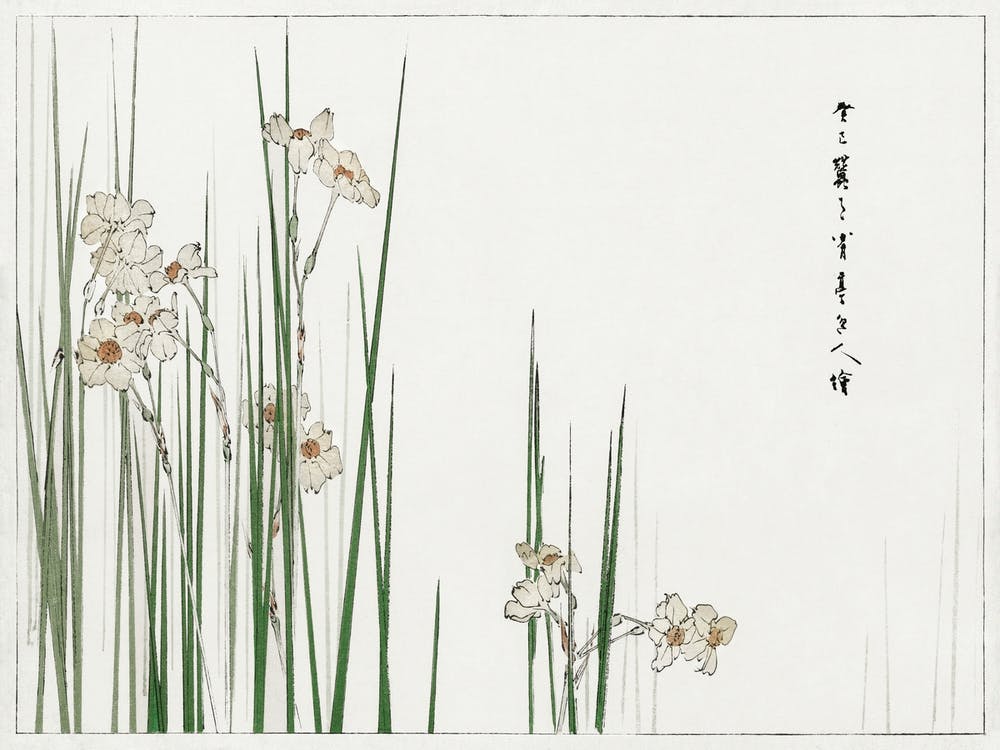 Jonquil Illustration From Bijutsu Sekai (1893 1896), Watanabe Seitei