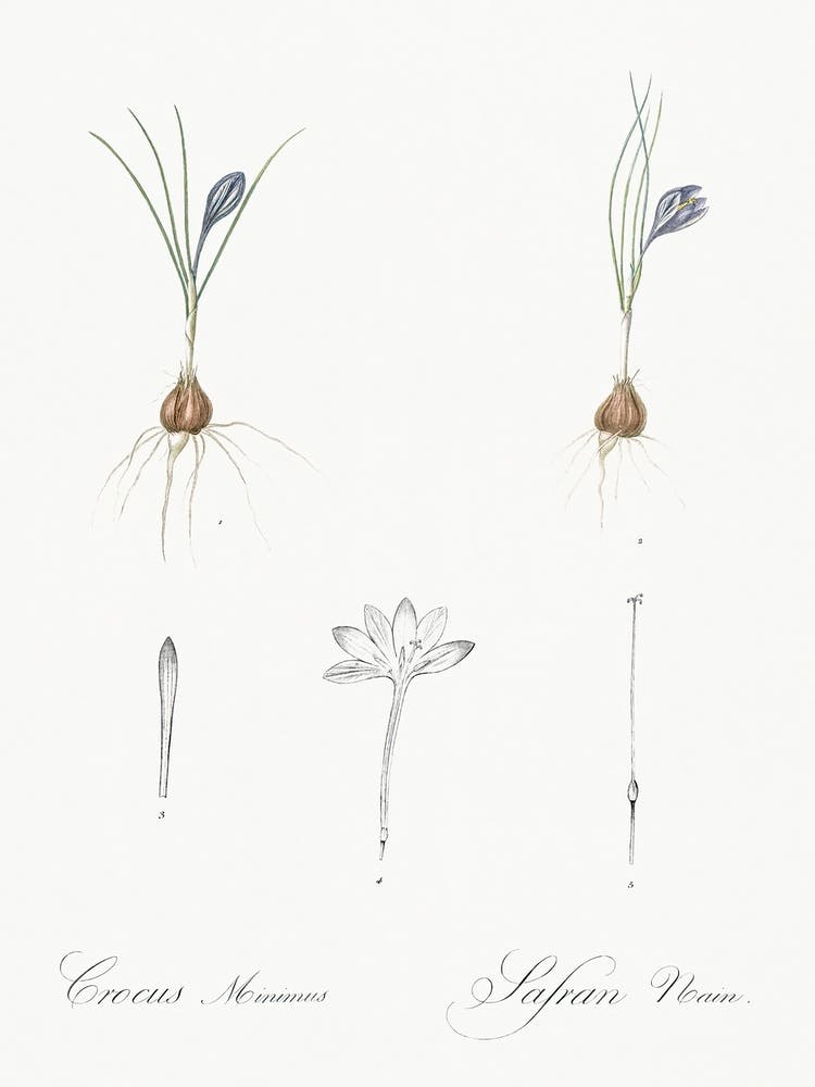 Krokus Illustration aus Les Liliacées (1805), Pierre Joseph Redouté