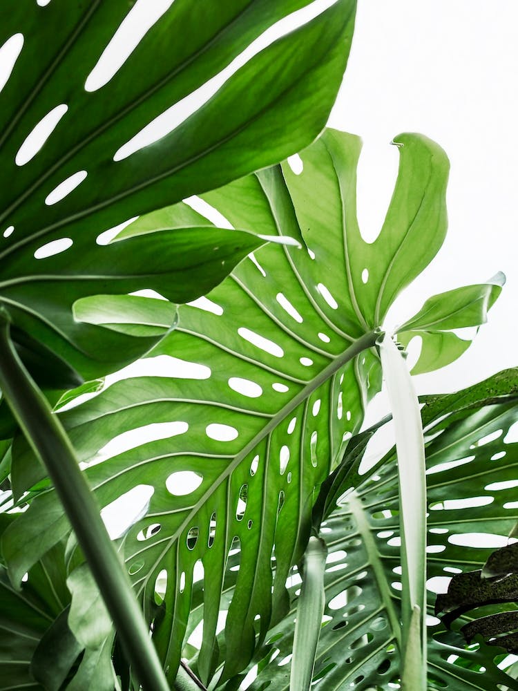 Jungle