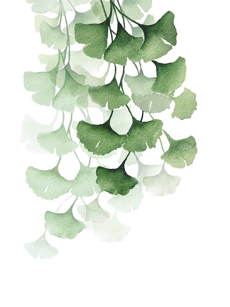 Green Gingko Branch