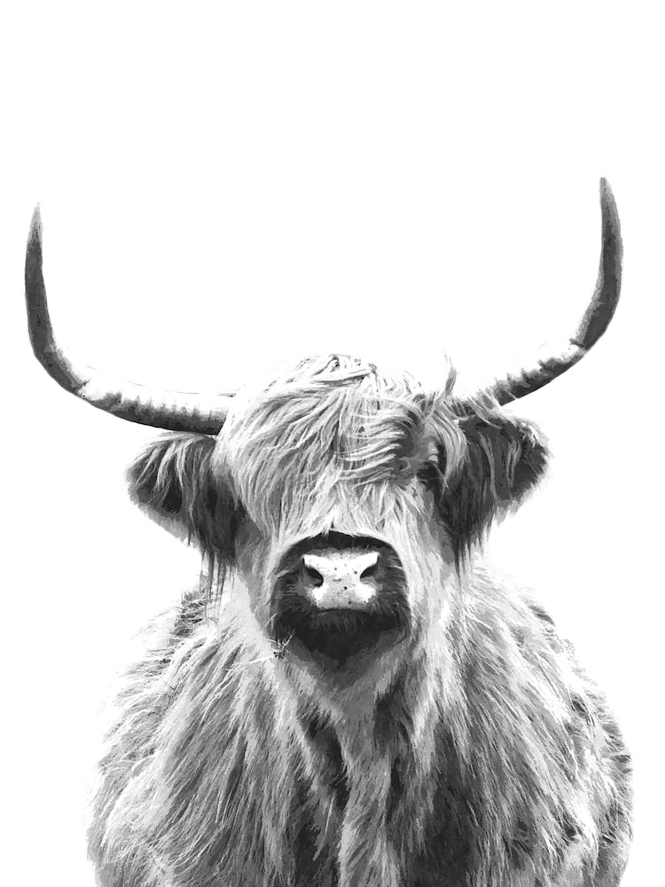 Black and White Highland Cow