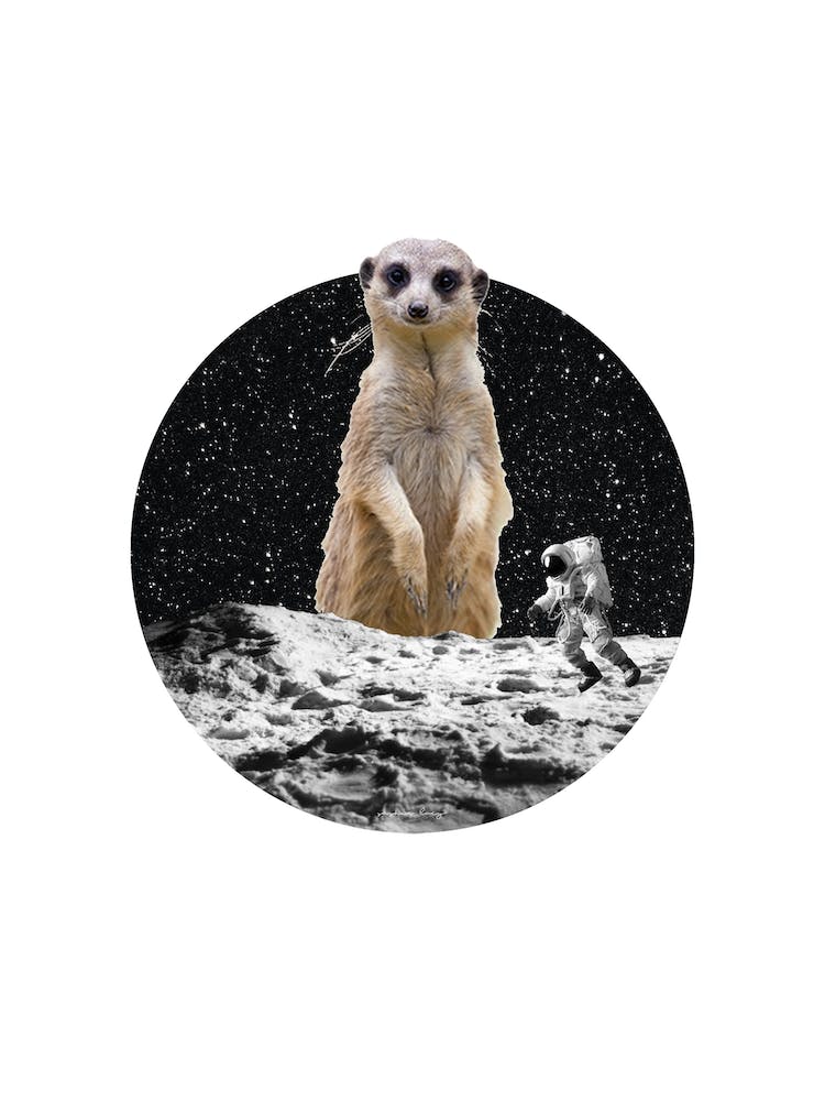 Meerkat Collage