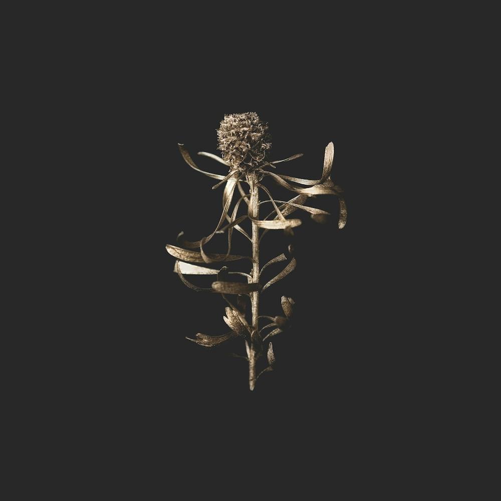 Golden Botanical On Velvet Black Square