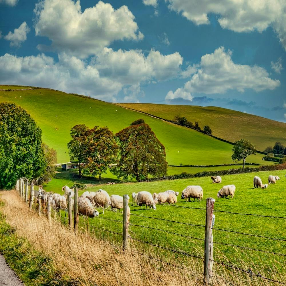 Sheep Grazing In A Field