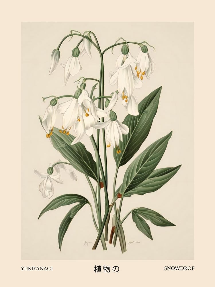 Yukiyanagi Snowdrop 2 Vintage Japanese Botanical Poster