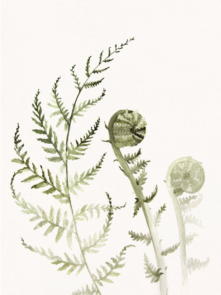 'Young Fern I' No 543 by Aga Szafranska