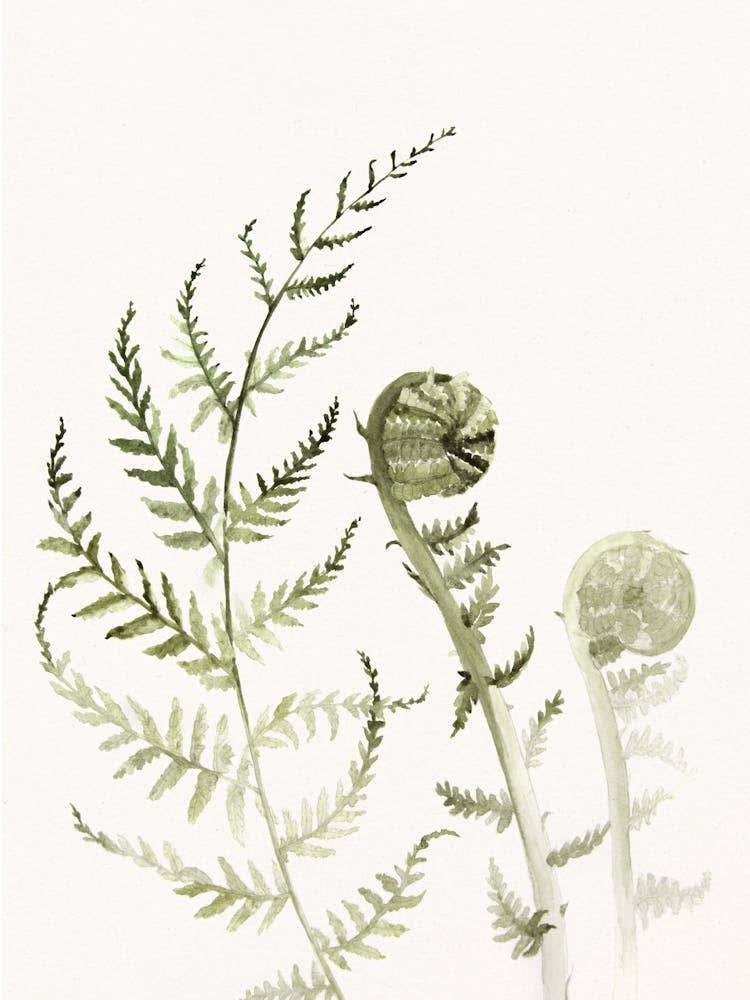 'Young Fern I' No 543 by Aga Szafranska
