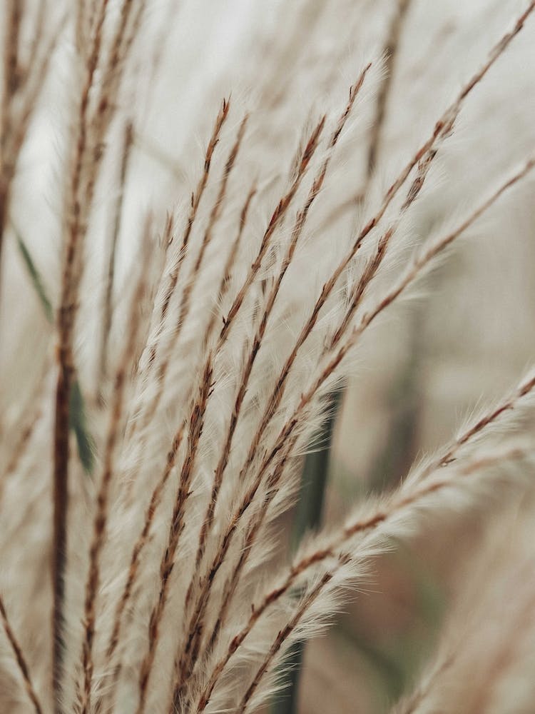 Neutral Botanical Abstract Brown
