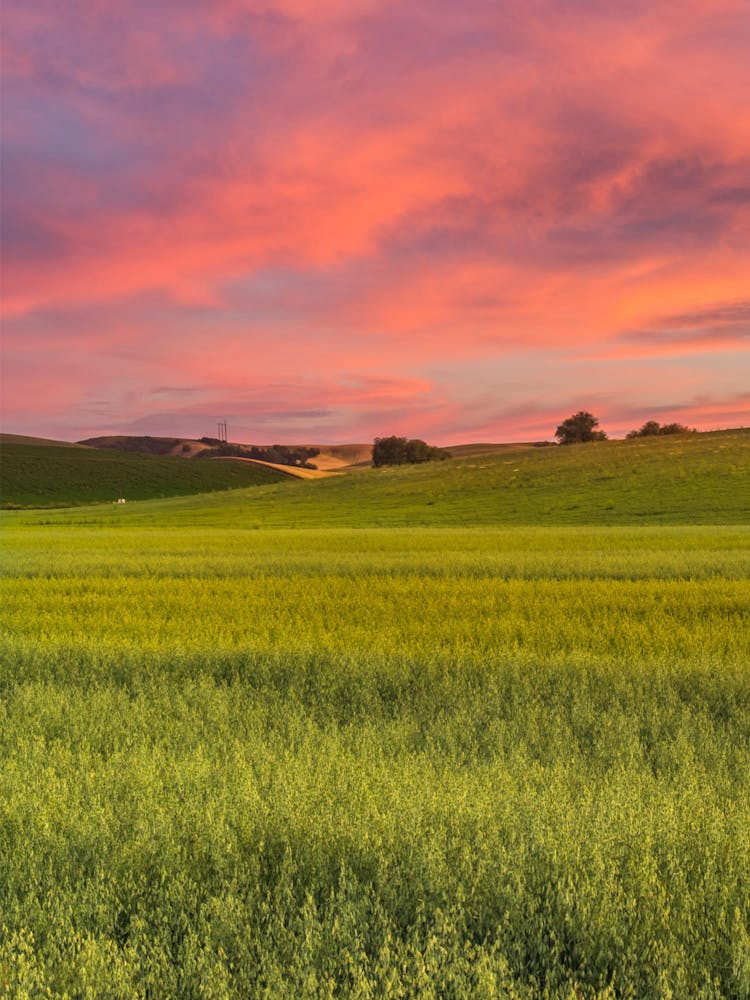 Sunset Over A Canola Field