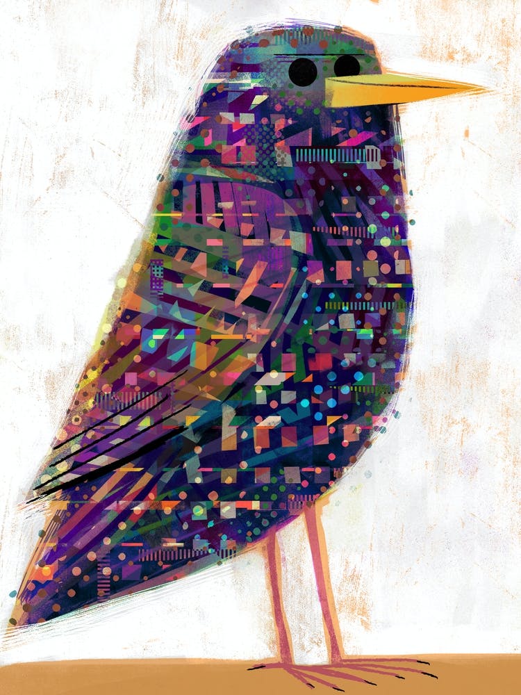 Starling