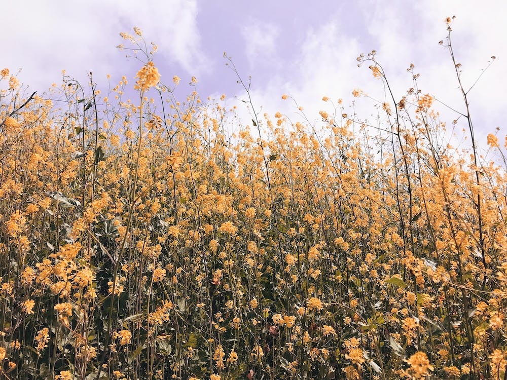 Yellow Flower Meadow