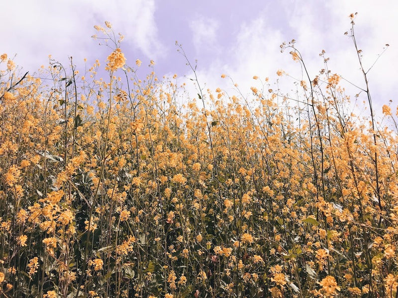 Yellow Flower Meadow