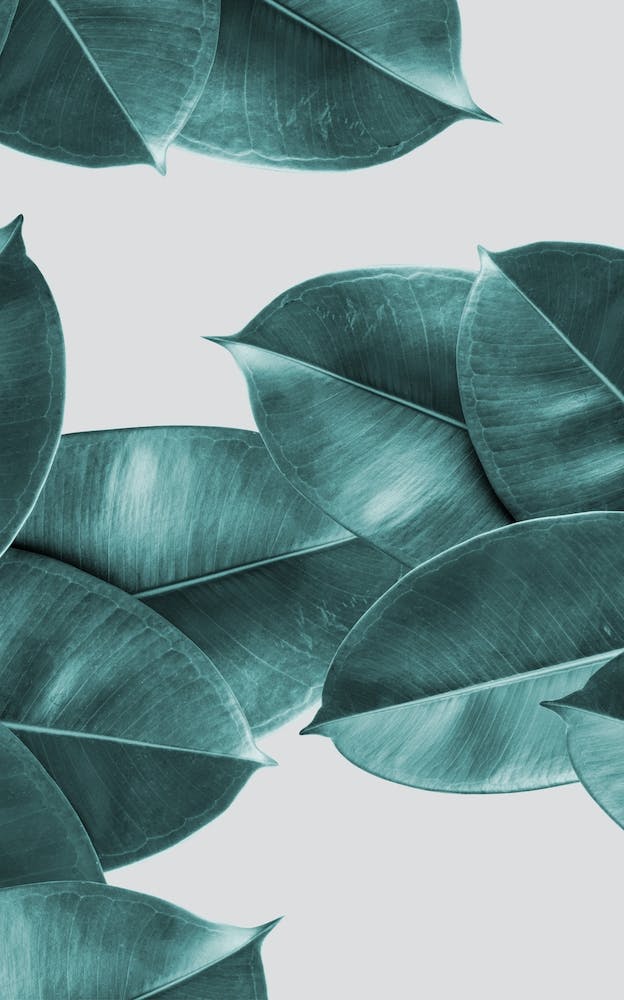 Green Ficus Leaves