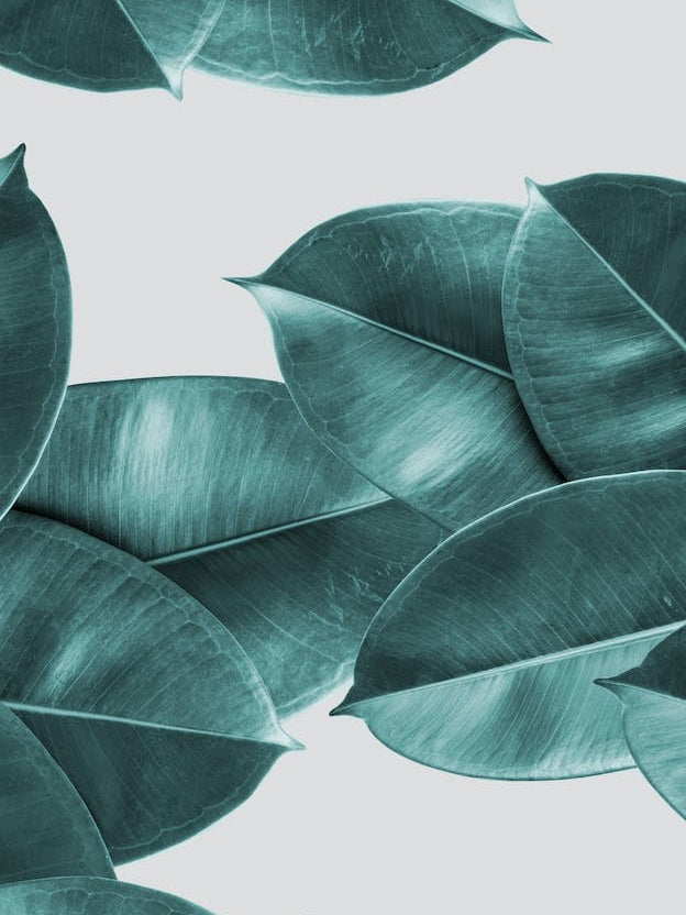 Green Ficus Leaves
