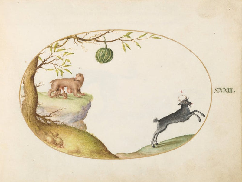 Quadervpedia Animals And Reptiles, Joris Hoefnagel (2) 1