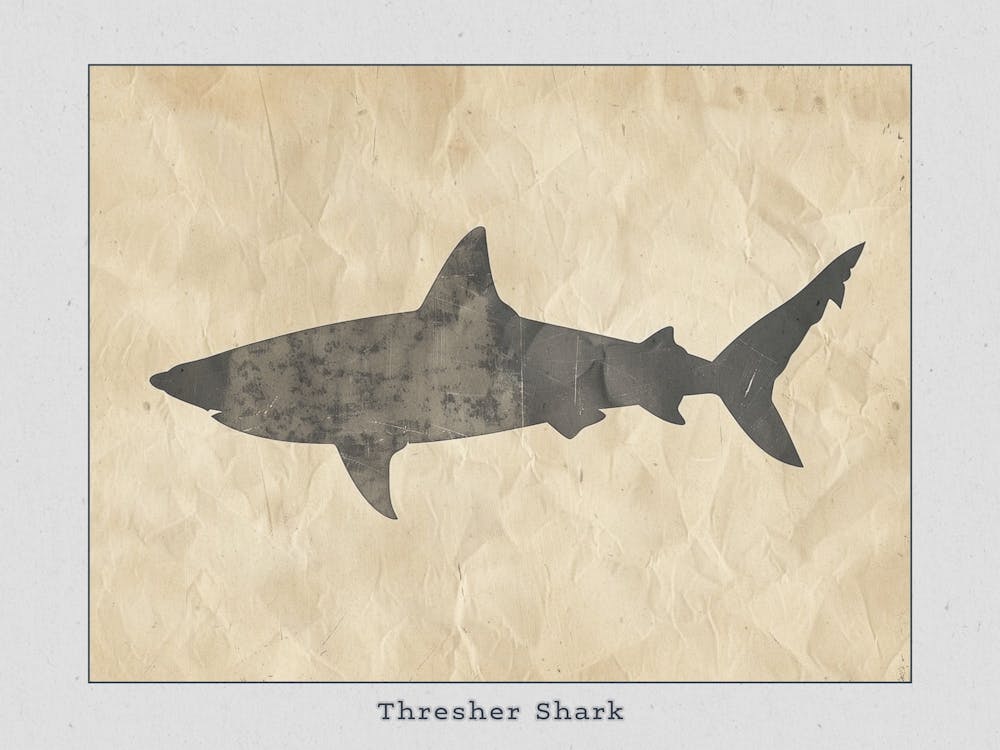Thresher Shark Silhouette 5 Poster
