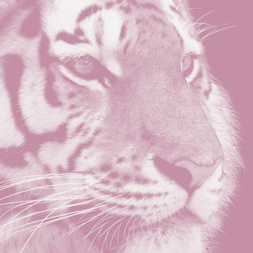 Tiger Pastel Flamingo Square