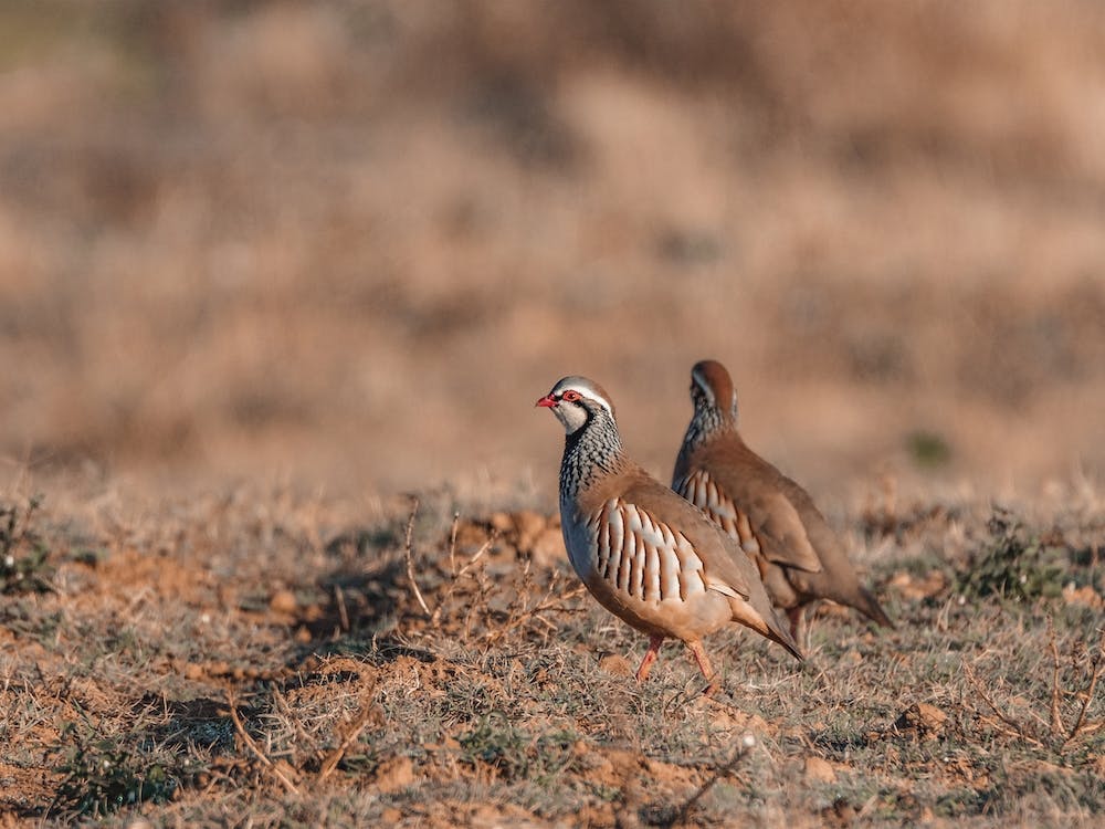 Bobwhite Quail Scenery