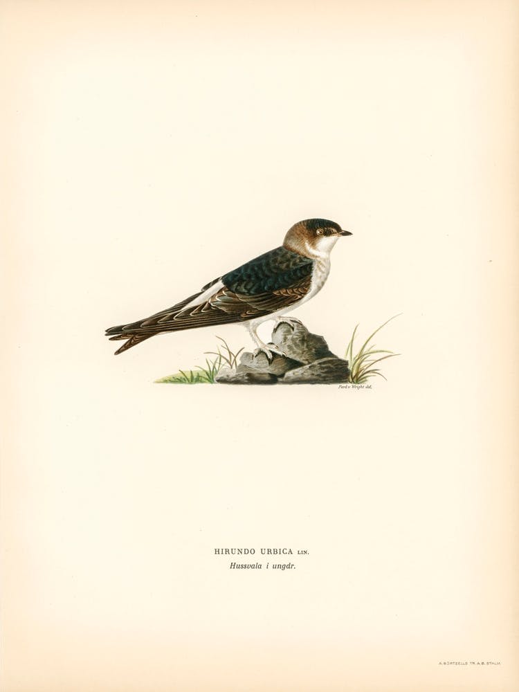 Young Common House Martin, The Von Wright Brothers