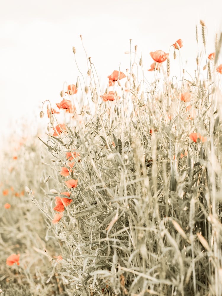 Poppy Field