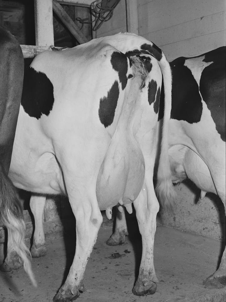 Cows Of Member Of The Dairymen S Cooperative Creamery,Caldwell, Canyon County, Idaho By Russell Lee