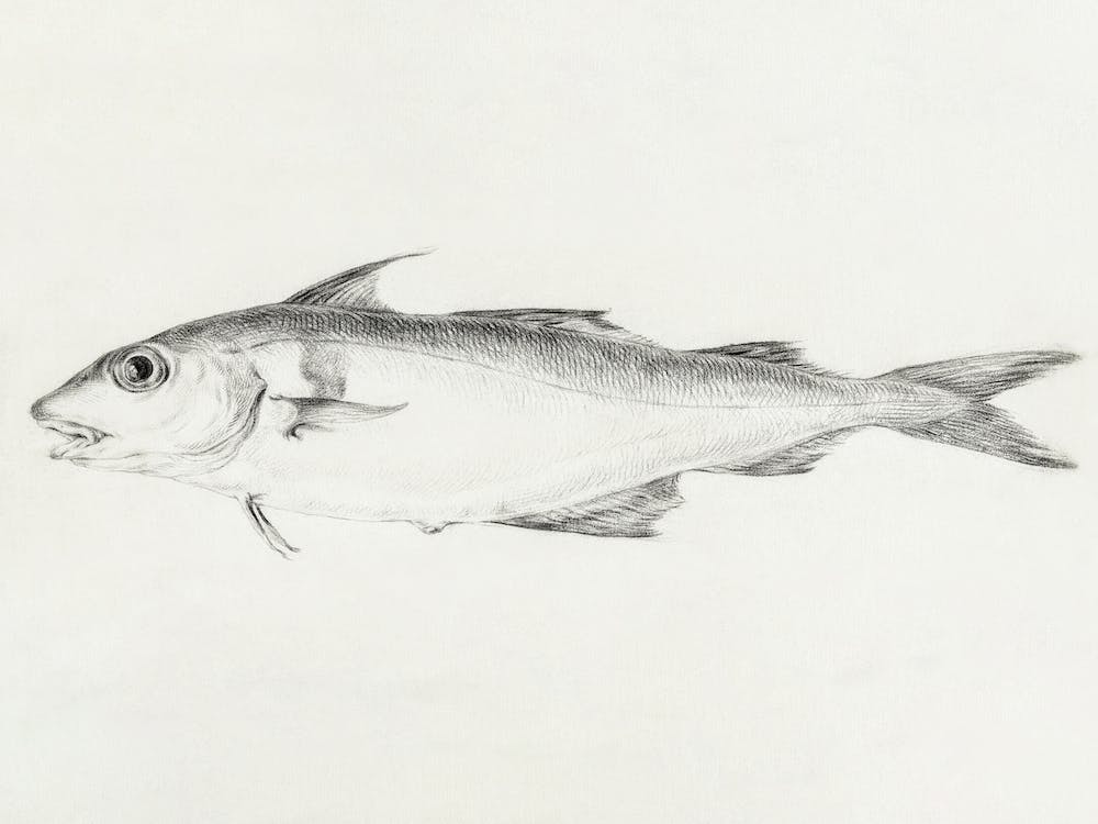 Fish 2, Jean Bernard