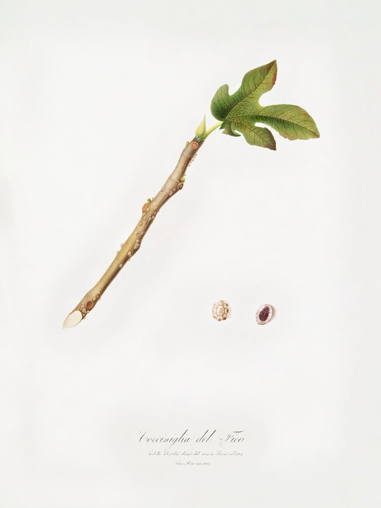 Feige (Coccus Ficus Caricae) Aus Pomona Italiana (1817 - 1839), Giorgio Gallesio