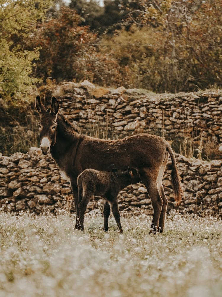 Mama And Baby Donkey