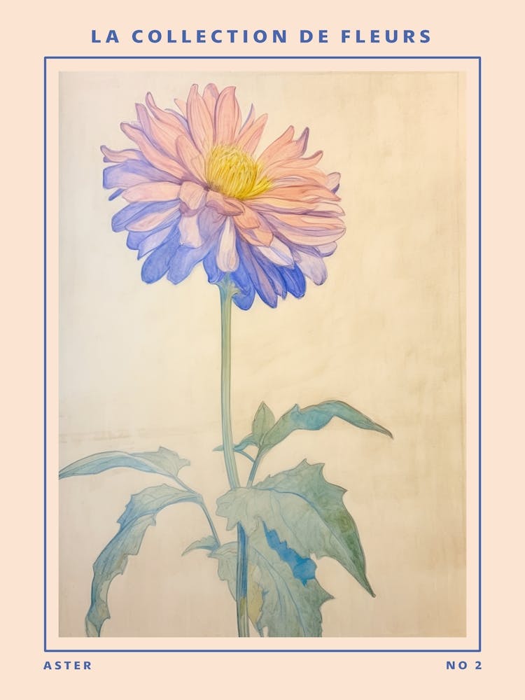 Aster 2 French Flower Botanical Poster
