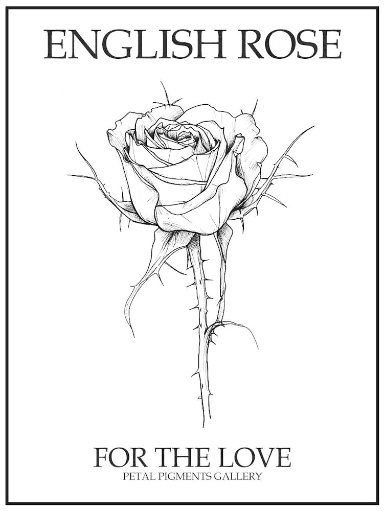 English Rose Black And White Line Drawing 32 Poster
