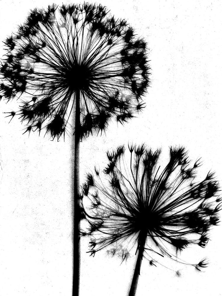 White black Dandelion