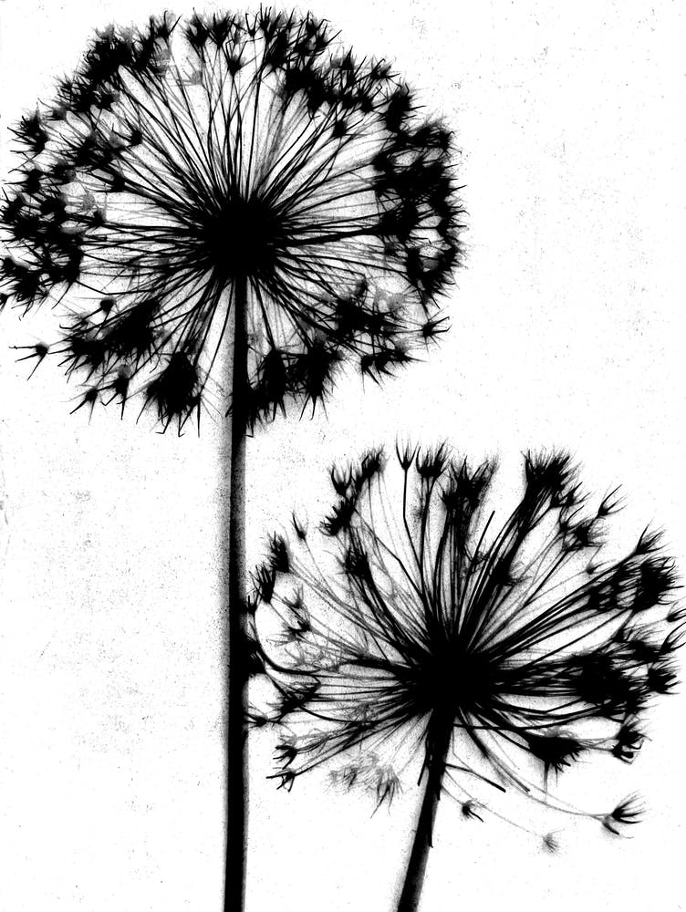 White black Dandelion