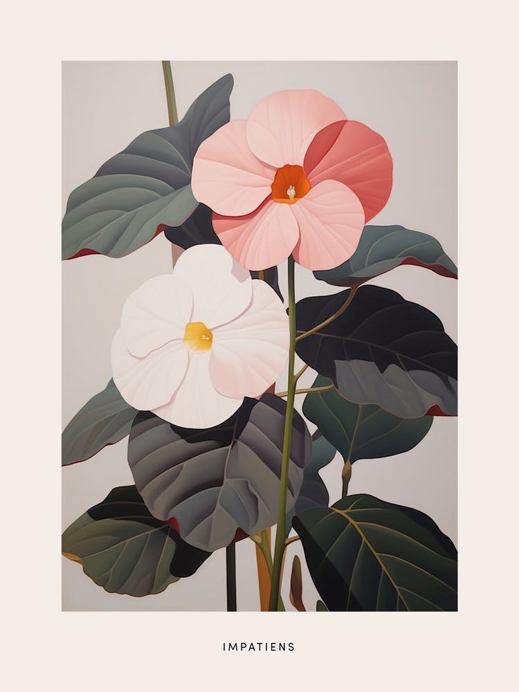 Flower Illustration Impatiens 3 Poster