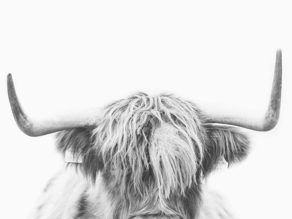 Highland Cow Horns