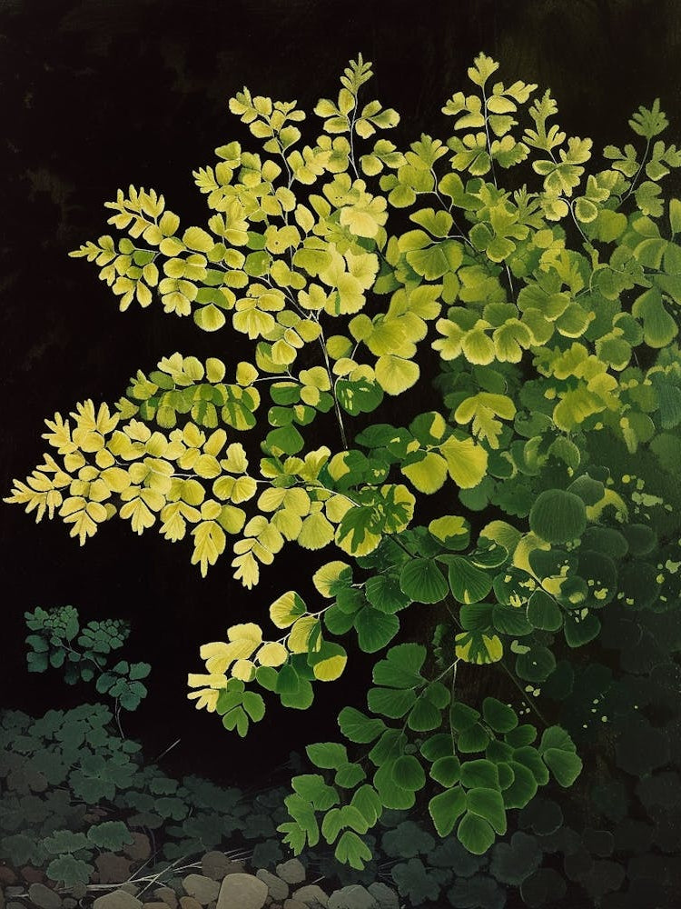 Maidenhair Fern Painting 3