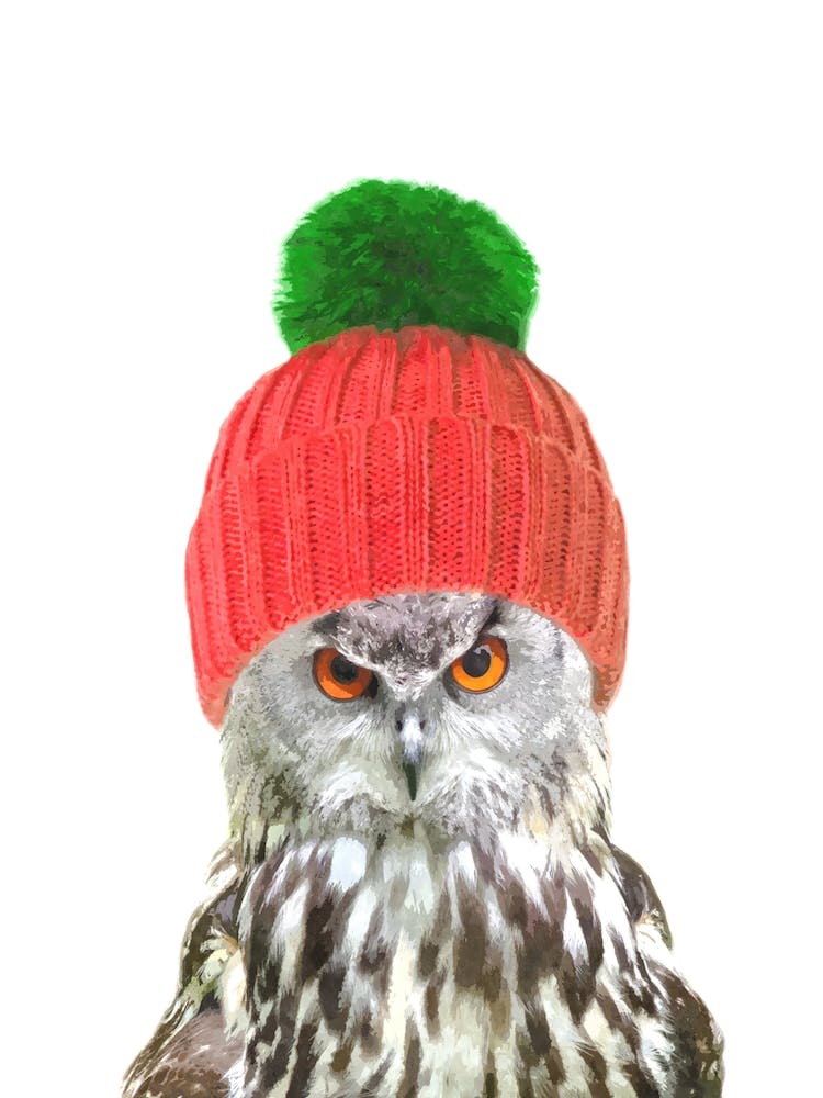 Owl with Wool Hat