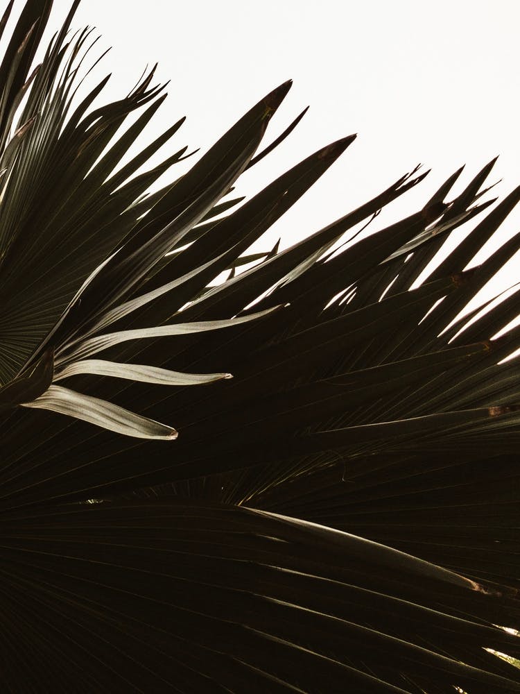 Windy Palm Tree