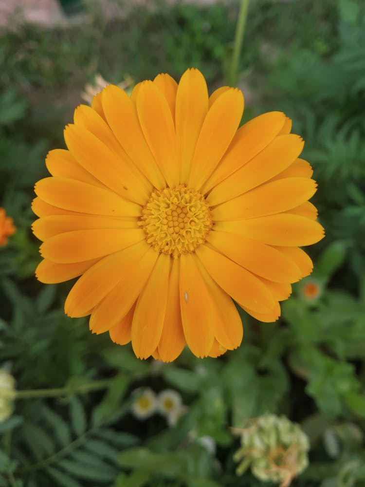 Marigold