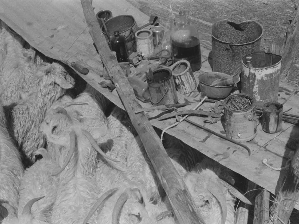 Goats And Paint Used For Identification Marks On Ranch Of Rehabilitation Borrower In Kimble County, Texas By