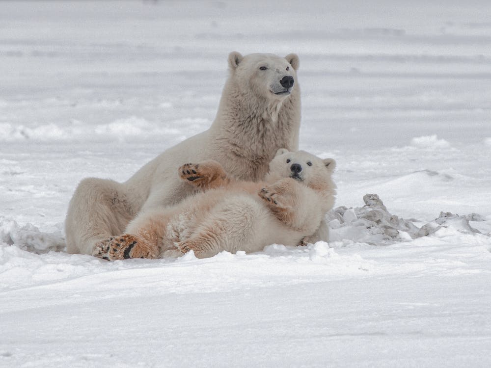 Mama And Baby Polar Bear
