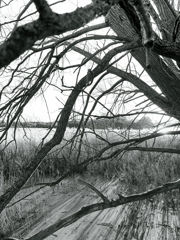 Black And White Landscape