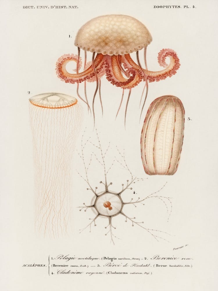 Octopus